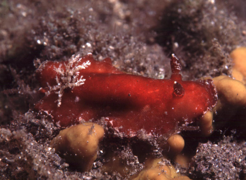 Platydoris sanguinea